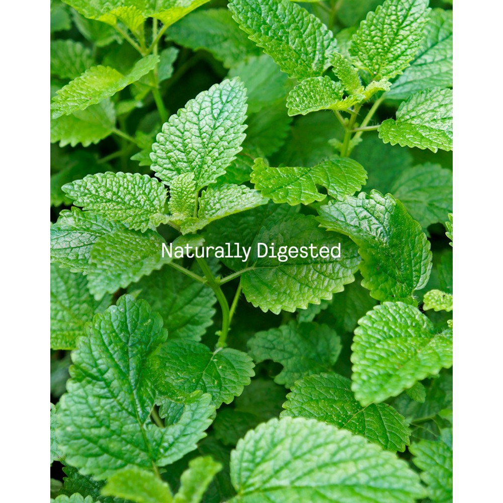  Symbeeosis Organic Mountain Tea and Mint  10 pcs Food